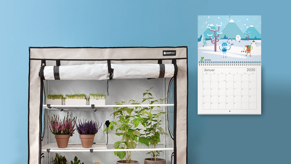 Antheia calendar on the wall next to a growing box